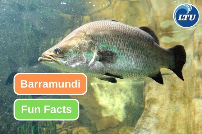 Discovering the Intriguing Facts of Barramundi